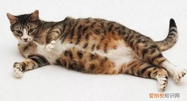 孕猫呼吸急促有呼噜声 ，孕猫呼吸急促是难产了吗怎么治疗好？