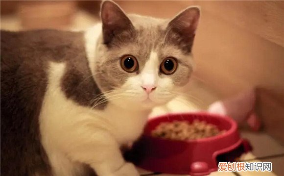 猫咪半夜总叫怎么办呀 ，猫咪半夜叫不停是怎么了？