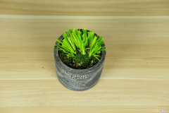 菖蒲花的花语和寓意,有什么传说故事吗，菖蒲花的花语和寓意，有什么传说故事？