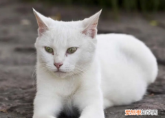 母猫配对成功会有什么反应 ，母猫配过？