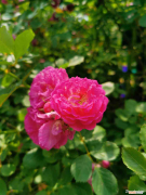 蔷薇花，蔷薇的花语和寓意，适合送给什么人？