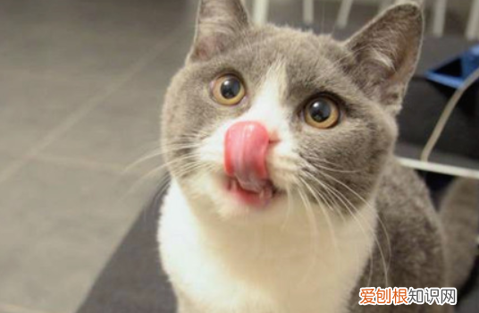 猫突然流口水吊在嘴边还吐舌头 ，猫突然流口水吊在嘴边 不吃东西？