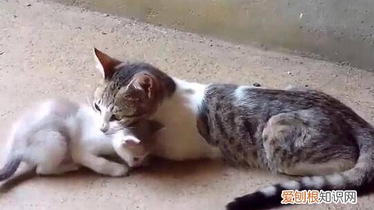 母猫突然发疯了一样撕咬小猫怎么回事 ，母猫突然发疯了一样撕咬小猫怎么办？