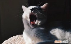 爱猫又虐猫是不是心理疾病 ，猫咪对话翻译器？