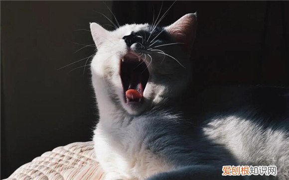 爱猫又虐猫是不是心理疾病 ，猫咪对话翻译器？