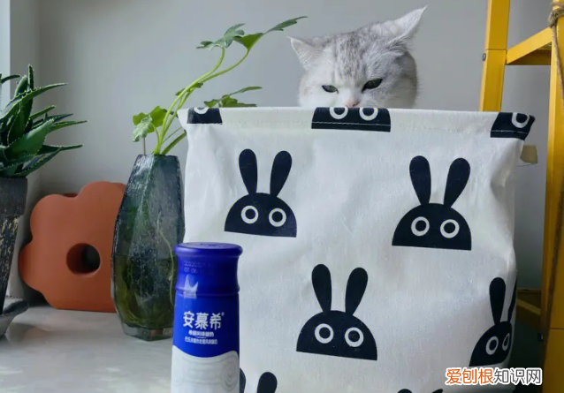 猫咪禁忌吃什么 ，猫咪千万不能吃的食物？