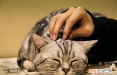 小猫身上很烫但是精神特别好怎么回事啊 ，小猫身上很烫但是精神特别好怎么回事儿？