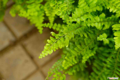 波士顿蕨图片，波士顿蕨的养殖方法，怎么繁殖？