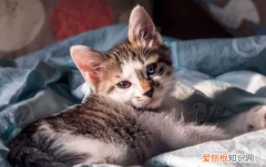 母猫晚上不停的叫唤怎么回事 ，母猫晚上不停的叫唤怎么办？