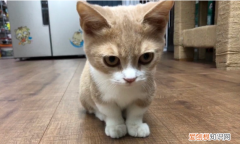 猫前脚弯曲向里趴着无法行走怎么回事 ，猫前脚弯曲向里趴着无法行走怎么办？