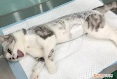 为什么养猫家里阴气重 ，为什么一屋不养二猫？