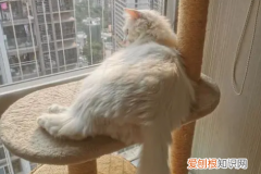 小猫身上一抽一抽的 ，小猫身上一抽一抽的怎么回事？