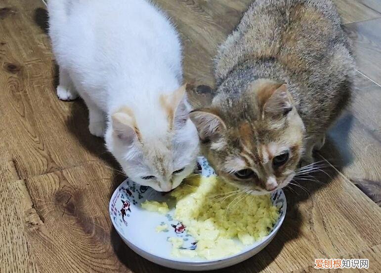 小猫坐月子吃什么最有营养 ，母猫要生产前提示主人？
