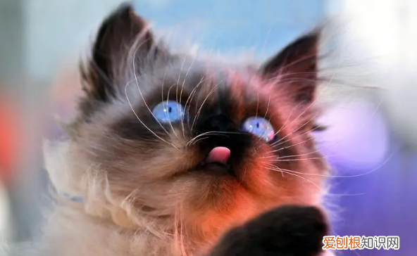 小猫眼睛颜色变色过程视频讲解 ，小猫眼睛颜色变色过程视频播放？
