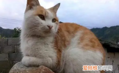 农村的猫失踪了怎么办视频 ，农村猫咪不见了怎么找回来？