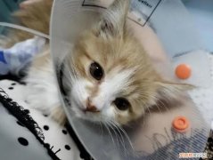 弱阳性猫瘟无病症多久就算没事了 ，弱阳性的猫瘟会传染吗？