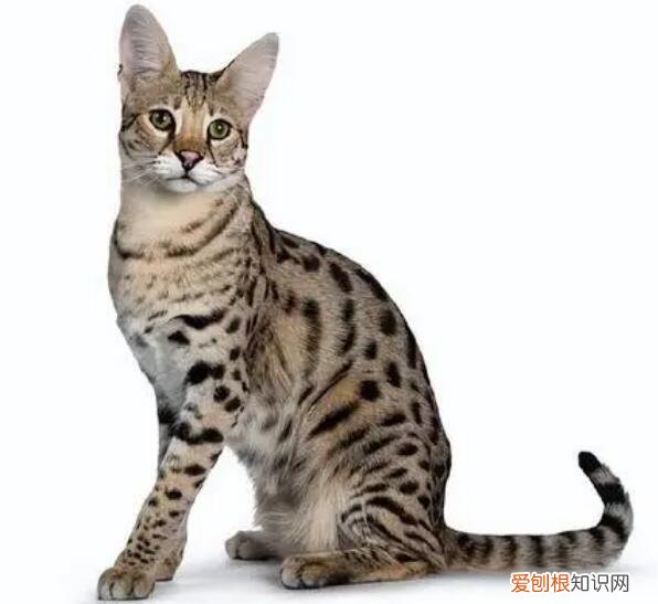 萨凡纳猫和薮猫的区别 ，萨凡纳猫是国家保护动物吗?？