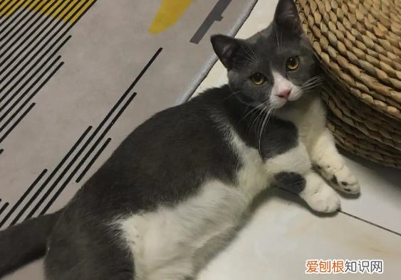 试管腹水怎么快速排出体外 ,卵巢腹水怎么快速排出体外?