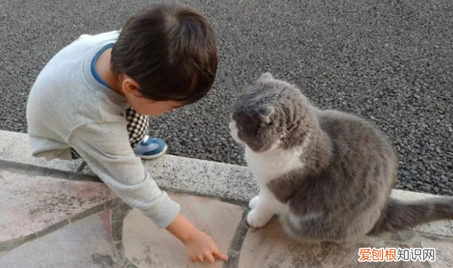 有小孩养猫狗好吗 ，有小孩养猫狗好吗知乎？