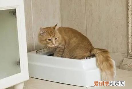 猫在家门口拉尿好不好图片 ，猫在家门口拉尿预兆？