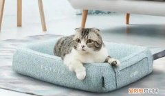 小奶猫养不活的征兆 ，小猫20天了被母猫吃了？