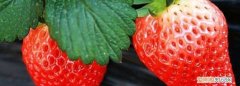 草莓是一个个的还是一颗颗的 ，一颗草莓还是一株草莓？
