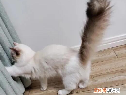 提猫的尾巴为什么猫会生气 ，提溜猫尾巴？