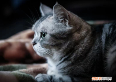 猫猫分离焦虑症怎么办 ，猫猫分离焦虑怎么办？