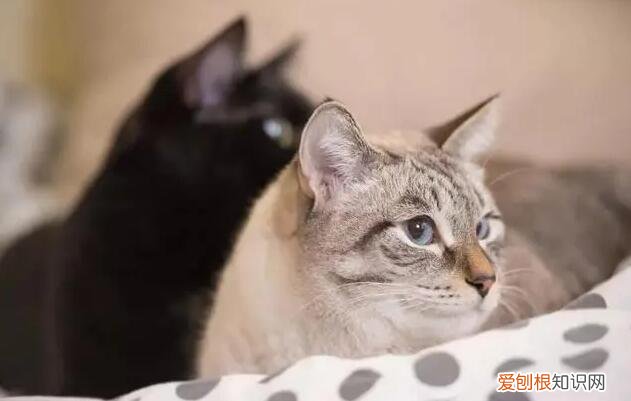 猫走一走就躺下 ,猫总是走着走着躺地上?