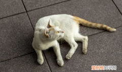 虐猫的人有什么心理疾病怎么治疗 ，爱猫又虐猫是不是心理疾病？