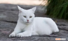 养猫为什么不能养白猫 ，养白猫不吉利吗？