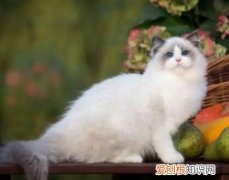 养猫的人容易得15种病 ，猫知道自己被阉了吗？