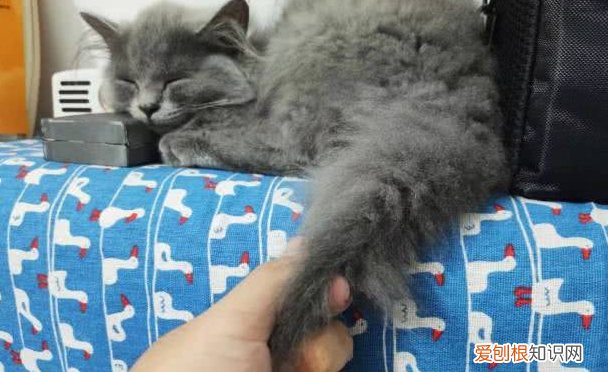 抓猫尾巴倒提猫会怎么样 ，抓住猫咪尾巴会怎样？