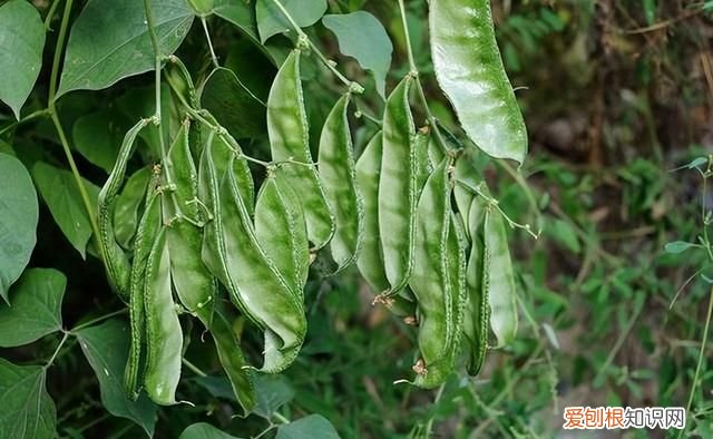 七种有毒蔬菜千万别吃,常见的8种蔬菜吃了会中毒