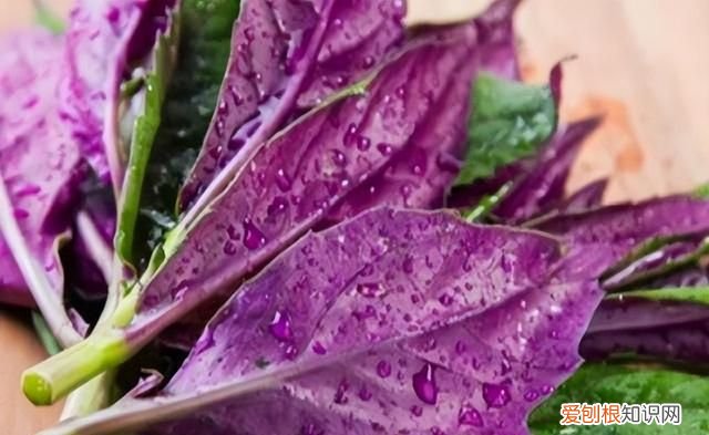 七种有毒蔬菜千万别吃,常见的8种蔬菜吃了会中毒