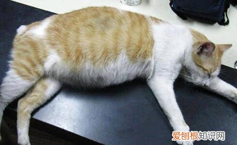 猫咪怀孕为什么不让摸肚子 ，猫怀孕为什么不能碰？