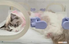 母猫绝育手术用什么刀 ，母猫绝育要做b超吗？