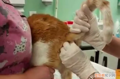 小猫多大需要挤肛门腺了呢 ，猫咪多久挤一次肛门？