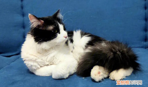 夏天不开空调猫咪会热死吗 ，夏天不开空调猫会热吗？