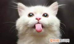 为什么猫猫会像狗狗一样伸舌头喘气 ，猫跟狗似的吐舌头？
