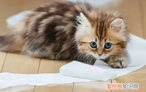 小猫不会自主排便怎么办 ，小猫不会自己拉屎？