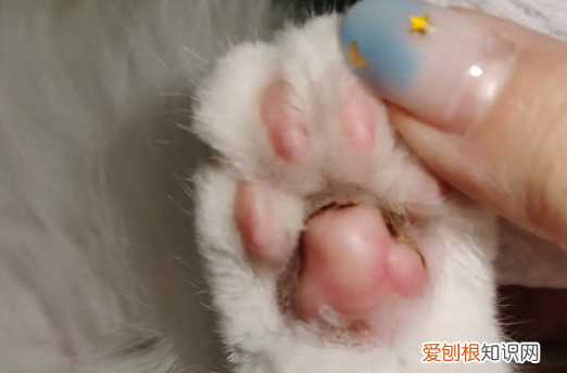 猫咪脚掌肉垫边缘溃烂发臭怎么办 ，猫咪脚掌肉垫边缘溃烂发臭用什么药？