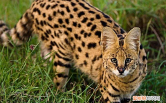 中国禁养的26种猫 ，中国禁养的26种猫图片？