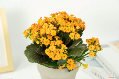 长寿花是喜酸性花卉吗，长寿花是什么样子的，是酸性还是碱性？