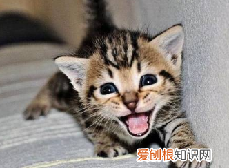 怎么能看出来猫开心了 ，怎么能看出来猫开心不开心呢？
