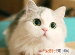 猫生产后隔了两天又生了一只 ，猫分娩完过两天还流血？