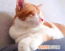 一个猫能活多长时间 ，一只猫能活多长时间？