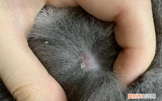 怎么判断是不是猫藓人呢 ，怎么判断是不是猫藓人群？