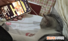 猫咪为什么不敢看镜子中的自己 ，猫为什么不看你？