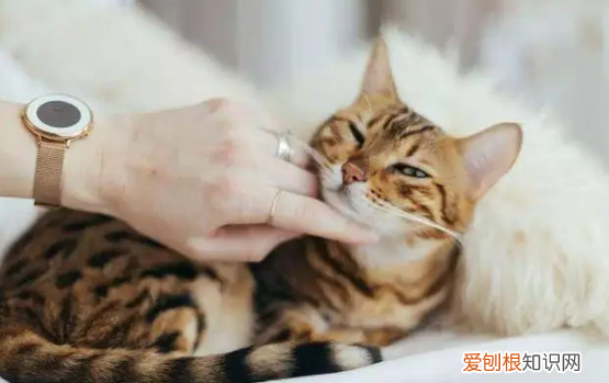 猫咪为什么不会咬人 ，猫咪为什么不喜欢被人亲？